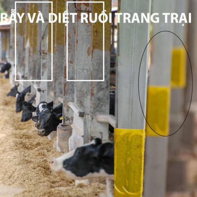 25 Miếng Bẫy Ruồi Vàng, Bẫy Côn Trùng gây hại rau sạch và cây ăn trái tại nhà nhập khẩu Israel Sticky Yellow Roll 