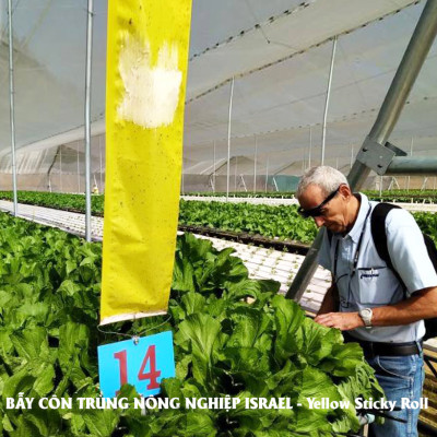 Set 30 mét Bẫy côn trùng ISRAEL (Sticky Yellow Roll) sử dụng hoa Cúc với diện tích 1.000m2 để bẫy ruồi đục lá, rệp, bọ trĩ, bọ phấn, sâu tơ, bọ nhảy, sâu xanh, rầy xanh, bướm trắng và cả ốc sên 