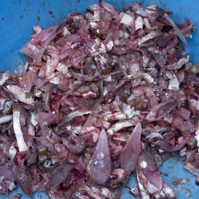 Máy cắt cá dao tròn 3A2,2KW - An toàn, tiện lợi, năng suất cao - Hàng Chính Hãng