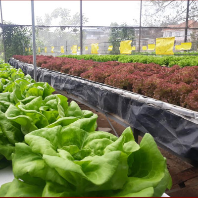 Keo dính côn trùng Israel cho rau Thủy Canh, Rau khí canh, dưa lưới và rau sạch nông nghiệp khác (Combo 50 mét)