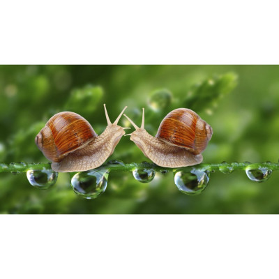 Kem Ốc Sên Dưỡng Da Ban Đêm Thorakao 30g