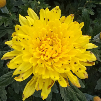 Set 30 mét Bẫy côn trùng ISRAEL (Sticky Yellow Roll) sử dụng hoa Cúc với diện tích 1.000m2 để bẫy ruồi đục lá, rệp, bọ trĩ, bọ phấn, sâu tơ, bọ nhảy, sâu xanh, rầy xanh, bướm trắng và cả ốc sên 