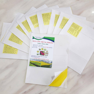Set 30 mét Bẫy côn trùng ISRAEL (Sticky Yellow Roll) sử dụng hoa Cúc với diện tích 1.000m2 để bẫy ruồi đục lá, rệp, bọ trĩ, bọ phấn, sâu tơ, bọ nhảy, sâu xanh, rầy xanh, bướm trắng và cả ốc sên 