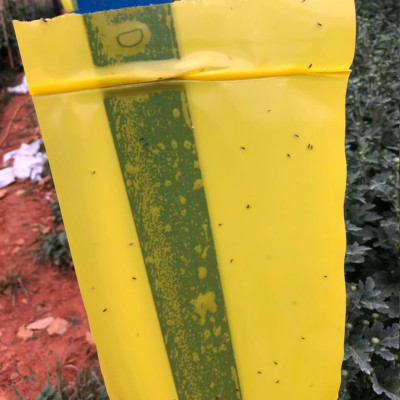 Miếng dính vàng Israel để Bẫy Côn Trùng gây hại vườn rau sạch (Bộ 5 Mét) như bẫy ruồi, bọ phần, ốc sên, bướm ...