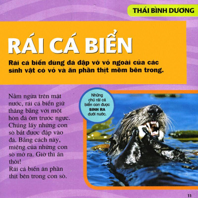 Cuốn Sách Lớn Đầu Tiên Của Tớ - Đại Dương - Bìa Cứng (Tái Bản 2024)