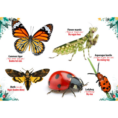 Sách - Trọn Bộ Combo Từ Điển Song Ngữ Đầu Tiên Của Bé ( bộ 8 cuốn)