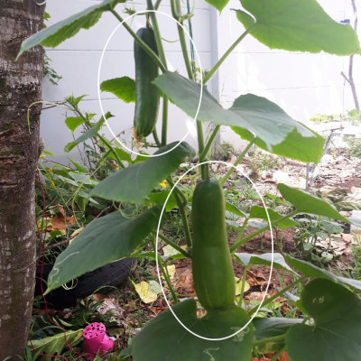 Chậu Trồng Rau Sạch Tự Dưỡng và Tự động tưới Basic UNO nhập khẩu Bồ Đào Nha dùng trồng rau và cây để bàn trong nhà hàng, khách sạn hay hộ gia đình