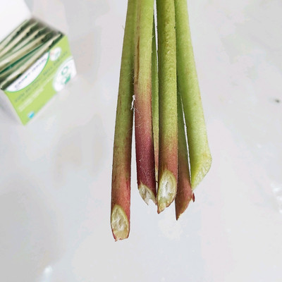 Thuốc Dưỡng Hoa Tươi Cắt Cành Nhập Khẩu Israel hiệu Longlife (1 thùng 1.000 gói 5gr) phù hợp dùng làm nước cắm hoa cho mọi loại hoa tại nhà và 14 ngày không cần thay nước mới