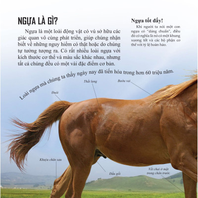 Bách Khoa Tri Thức Về Khám Phá Thế Giới Cho Trẻ Em - Horses And Ponies - Loài Ngựa