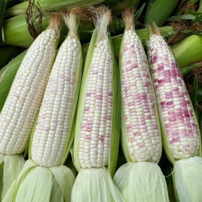 Hạt giống bắp nếp thái hồng nova KNS34 - Gói 1kg