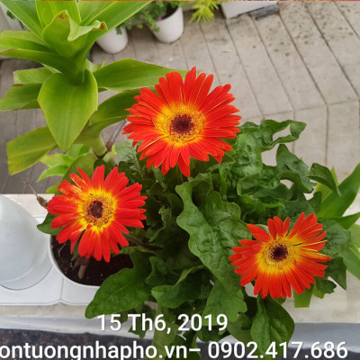 CHẬU TRỒNG CÂY ĐỂ BÀN THÔNG MINH TỰ ĐỘNG TƯỚI BASIC UNO trong 2 tháng