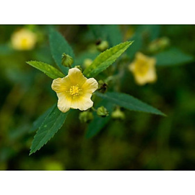 cây ké hoa vàng phơi khô túi 1kg