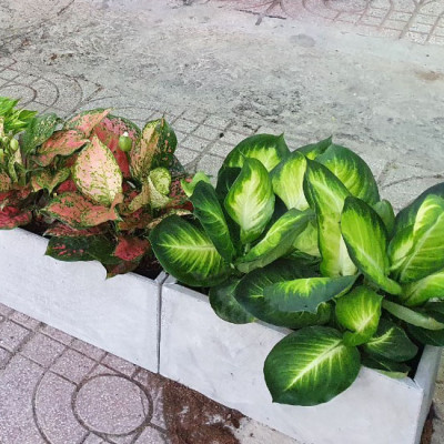 Chậu hoa trồng cây ban công, sân thượng, sân vườn KT R20xC20xD40 cm, Chậu trồng cây treo tường bằng đá tổ ong, chậu đá tự nhiên, Chậu trồng cây treo tường