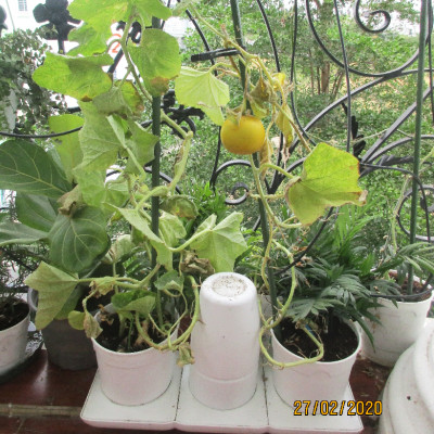 Chậu KIT Trồng Rau Tự Động Tưới Và Tự Dưỡng tại nhà Basic M (Size lớn) nhập khẩu Bồ Đào Nha dành cho người bận rộn