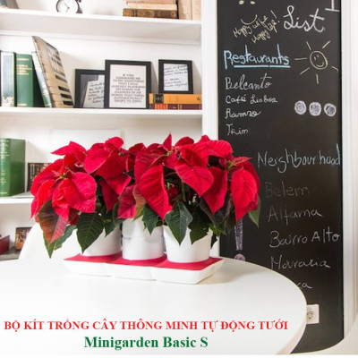 Bộ Trồng Cây Tự Dưỡng Để Bàn Ngày Tết Minigarden Basic S giúp cây văn phòng tự tưới nước và Tự sống tốt mà không cần chăm sóc cây
