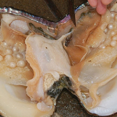 Lắc tay ngọc trai thật, dành cho bạn gái văn phòng, Thiết kế tinh xảo, Kiểu dáng đơn giản , Kèm bản Photo chứng thư kiểm định tại SJC