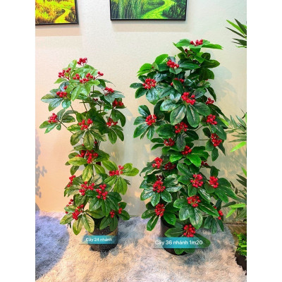 Cây kim ngân lượng giả - Size từ 70cm đến 160cm - Cây giả, hoa lụa Decor trang trí nhà cửa