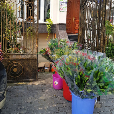 Xử lý Hoa Lily không nở trong 15 ngày tại nhà vườn trồng hoa Growers nhập khẩu Israel TOG đậm đặc Combo pha 1.000L dung dịch