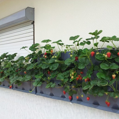 Chậu Trồng Cây Đứng Nhập Khẩu Châu Âu áp tường dạng tường xanh thẳng đứng hiệu Minigarden Vertical (Trọn bộ 3 SET + 1 KHAY nước)