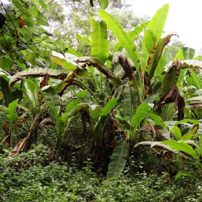 Combo 3kg Chuối Hột Rừng Bóc Vỏ Sấy Khô (mỗi túi 1kg) - Nông Sản Vàng