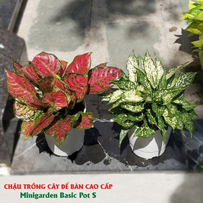 Chậu nhựa trồng cây để bàn cao cấp Minigarden Basic Pot S (Combo 10 chậu) nhập khẩu Châu Âu, Nhựa PP Chống UV, có khả năng tự hút nước và thoát nước giúp cây sống tốt mà không cần chăm sót