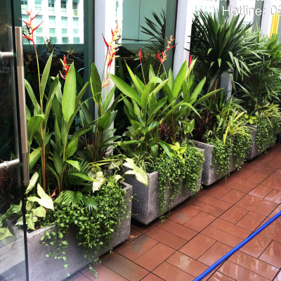 Chậu Đá Mài Cây Xanh Ban Công (Combo trọn gói) size lớn gồm Chậu, cây xanh, đất trồng và phân bón với thời gian bảo hành 2 tháng