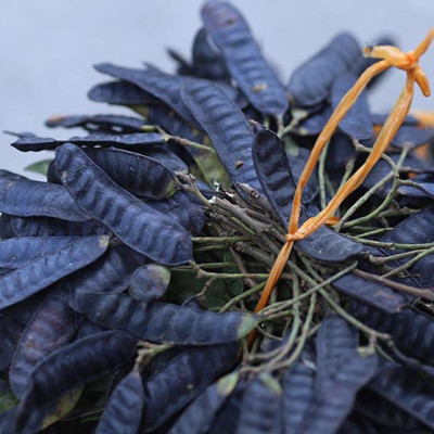 Quả bồ kết khô Tuệ Tâm - Bồ kết chắc hạt thơm và quả to không bị sâu mọt - Gói 500gr