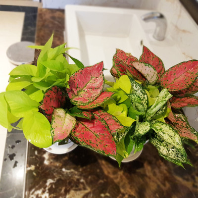 Chậu nhựa trồng cây để bàn cao cấp Minigarden Basic Pot S (Combo 10 chậu) nhập khẩu Châu Âu, Nhựa PP Chống UV, có khả năng tự hút nước và thoát nước giúp cây sống tốt mà không cần chăm sót