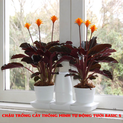 Chậu Để Bàn Tự Tưới và Tự bón phân Basic S , nhập khẩu Minigarden dành cho người yêu cây xanh nhưng không có thời gian chăm sóc cây (Giải pháp trồng cây TỰ DƯỠNG bền vững) (1 bộ gồm 2 chậu S, 1 khay hứng nước, 1 bình chứa nước và phân)