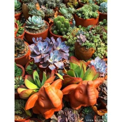 Chậu Gốm Đất Nung (terracotta) Hình Chú VOI TAI TO