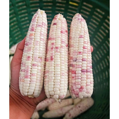 Hạt giống bắp nếp thái hồng nova KNS34 - Gói 1kg