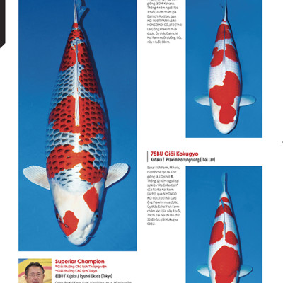 Cá Koi Vietnam - Tập 5