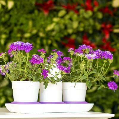 Chậu Để Bàn Thông Minh Tự Động Tưới và Tự động bón phân trong 2 tháng Minigarden Basic S Pots (1 bộ gồm 1 bình chứa nước, 2 chậu trồng và 3 túi dinh dưỡng). Phù hợp trồng cây trong gia đình, văn phòng với thiết kế gọn nhẹ, sang trọng và ít chăm sóc cây