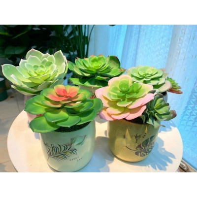 Chậu sen đá trang trí - Cây giả, hoa lụa Decor trang trí nhà cửa.