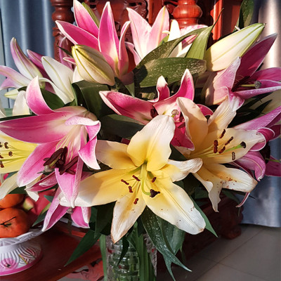 BỘT DƯỠNG HOA LONGLIFE SG CỦA ISRAEL (COMBO 5 KG) BÍ QUYẾT GIỮ HOA TƯƠI LÂU GẤP 2 LẦN DÀNH SHOP HOA BẢO QUẢN HOA CẮM BÌNH, HOA CẮM XỐP TƯƠI LÂU VÀ KHÔNG THAY HOA ĐỊNH KỲ THÁNG