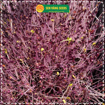 Hạt Giống Rau Mầm Malady - Nhập khẩu Ý, nảy mầm >95%, siêu dinh dưỡng, chuẩn màu tím đậm, dễ trồng - HẠT GIỐNG SEN VÀNG