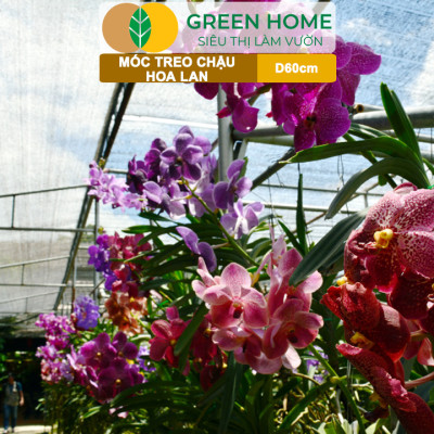 10 Móc Treo Chậu Lan Greenhome, D60Cm, Thiết Kế Tối Giản, Thẩm Mỹ, Treo Lan, Chậu Hoa, Dễ Sử Dụng