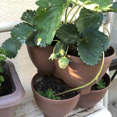 Chậu trồng cây tiện lợi tiết kiệm diện tích chính hiệu Yamada 4L hàng Made in Japan #No583