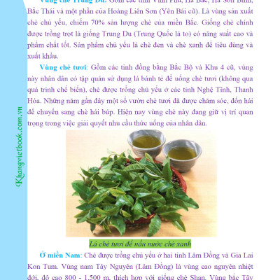 Bí Quyết Thành Công Kĩ Thuật Trồng Trà Xanh Hiệu Quả - KV