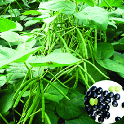 Đậu đen xanh lòng rang sẵn - 1kg - Ftaky - Đậu đen xanh lòng hữu cơ - hạt nhỏ thuần chủng