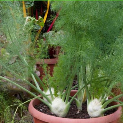 Hạt Giống Củ Thì Là ( Củ Hồi CT357 - Gói 50 hạt