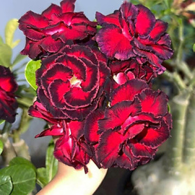 Hạt giống hoa sứ kép Thái Lan - Bịch 10 hạt – Mã số 1958