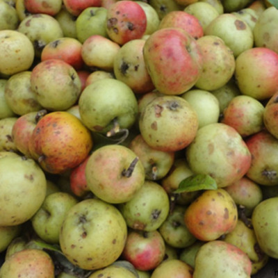 500gr Trà táo mèo(Trà sơn tra)