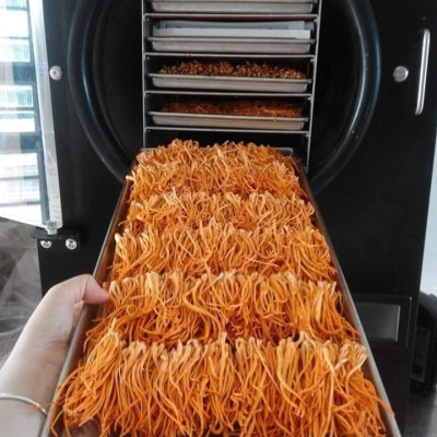 Đông trùng hạ thảo, mật ong rừng Phúc Khang 300g - Hũ thủy tinh cao cấp - Công nghệ sấy thăng hoa - Chống lão hóa, phòng ngừa ung thư, tim mạch, bồi bổ cơ thể - Quà tặng bảo vệ sức khỏe người thân