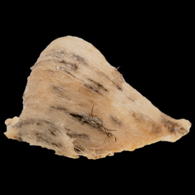 Tổ Yến Trắng Thô - Nhà Yến Nha Trang - Loại Chất Lượng 49 - Hộp 50 Gram - Tổ Yến Nguyên Chất - Tổ Yến Thô - Hàng Chính Hãng