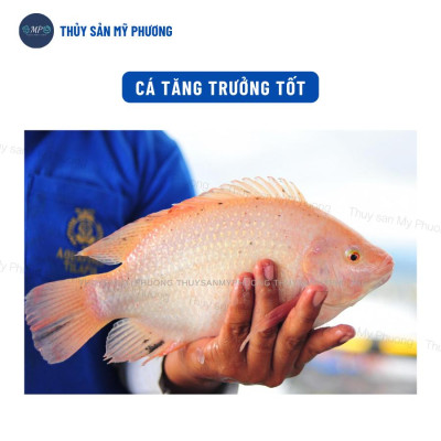 Bo bo trứng nước đông lạnh tạo phù du thức ăn tự nhiên hiệu quả không già Grow Fish cho tôm thẻ cá lươn ếch ốc ba ba