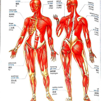 Visual English Vietnamese Chinese Trillingual Dictinonary