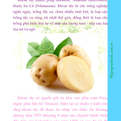 Bí Quyết Thành Công Kĩ Thuật Trồng Khoai Tây Hiệu Quả - KV