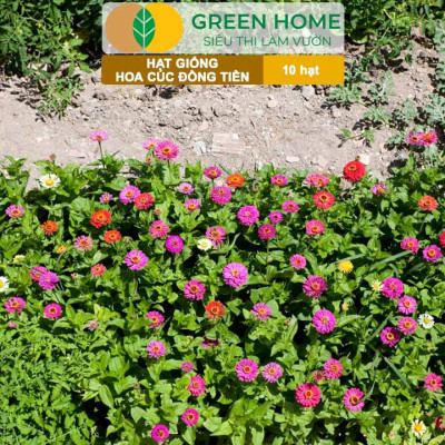 Hạt Giống Hoa Cúc Đồng Tiền Nhiều Màu GreenHome, Gói 10 hạt, Hoa Nở Rực Rỡ, Dễ Trồng Quanh Năm H17