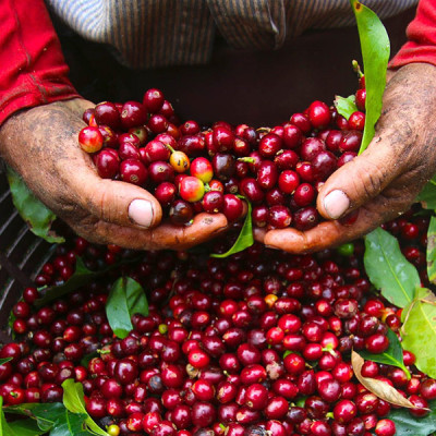 Cà Phê Dừa Hòa Tan 4in1 Meet More - Hộp 15 Gói